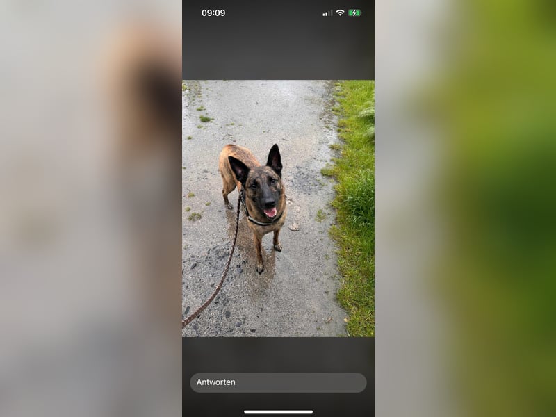Treuer Mali sucht liebevolles zu Hause