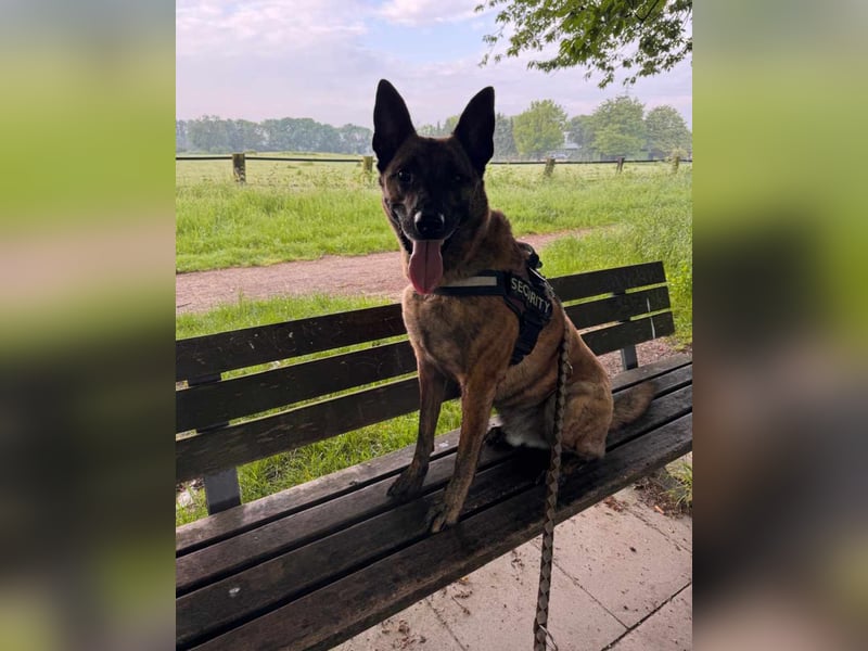 Treuer Mali sucht liebevolles zu Hause