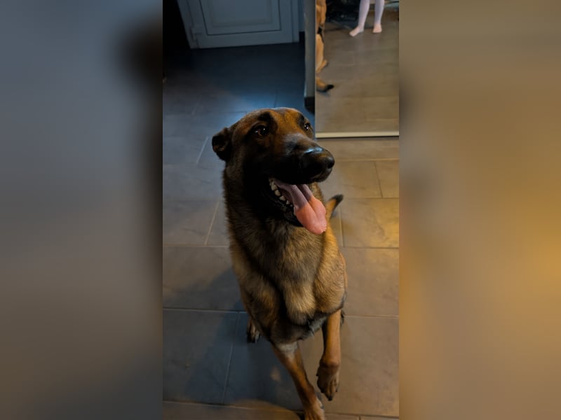 Malinois Rüde - erfahrene Hände gesucht ( kein Anfängerhund)