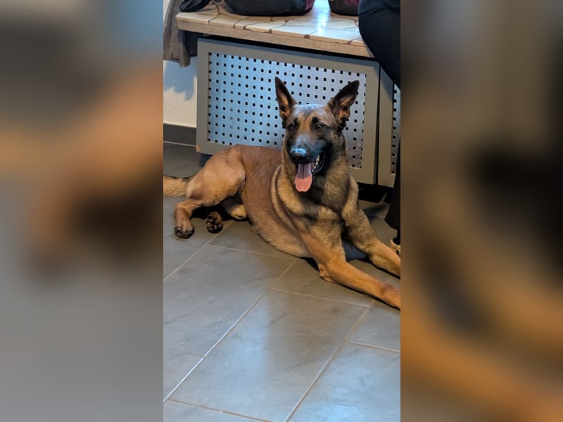 Malinois Rüde - erfahrene Hände gesucht ( kein Anfängerhund)