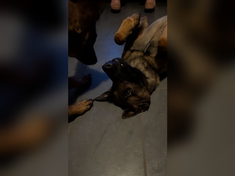 Malinois Rüde - erfahrene Hände gesucht ( kein Anfängerhund)