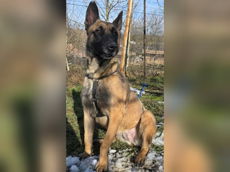 MALIKA - Malinois-Mädchen sucht ihre Menschen