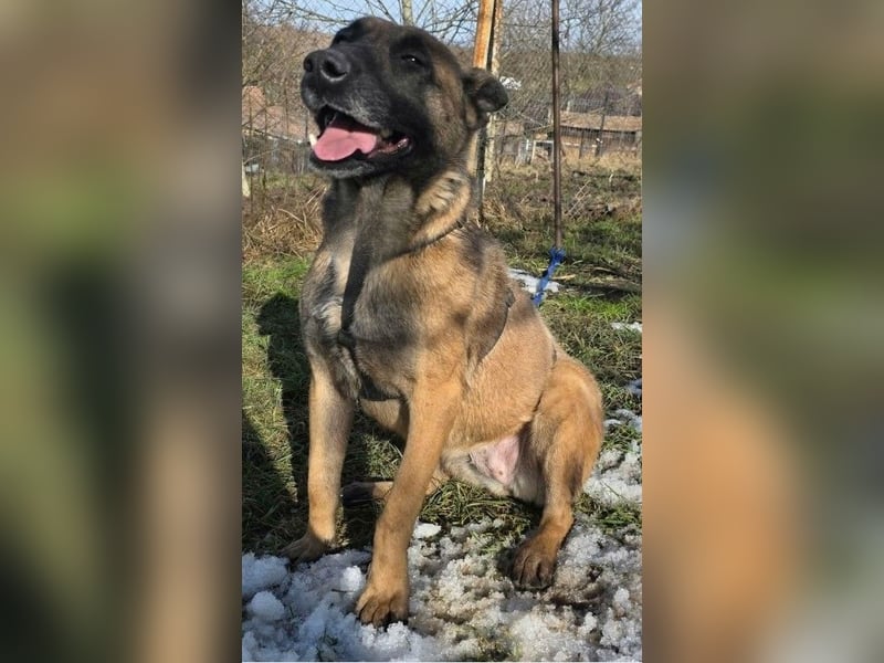 MALIKA - Malinois-Mädchen sucht ihre Menschen