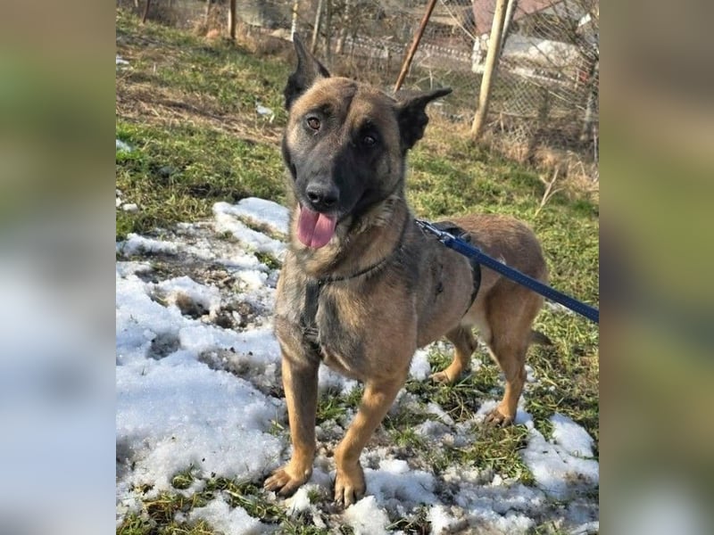MALIKA - Malinois-Mädchen sucht ihre Menschen