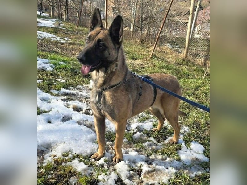 MALIKA - Malinois-Mädchen sucht ihre Menschen
