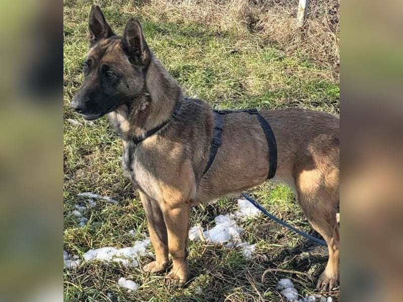 MALIKA - Malinois-Mädchen sucht ihre Menschen
