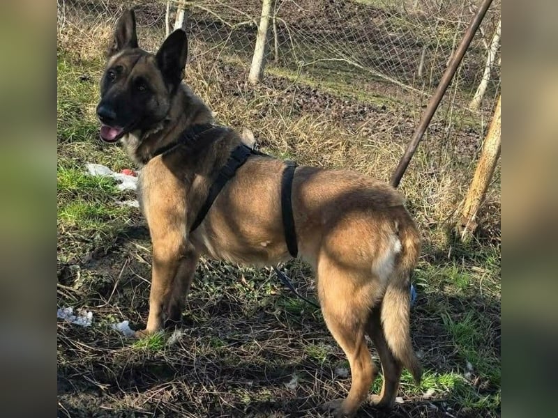 MALIKA - Malinois-Mädchen sucht ihre Menschen