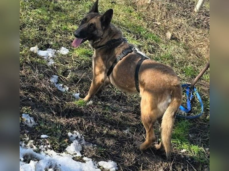 MALIKA - Malinois-Mädchen sucht ihre Menschen