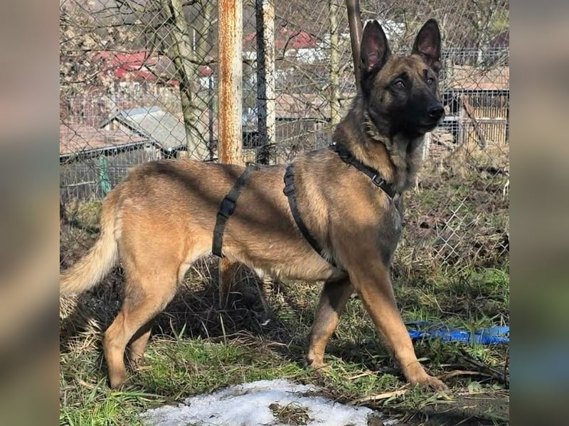 MALIKA - Malinois-Mädchen sucht ihre Menschen
