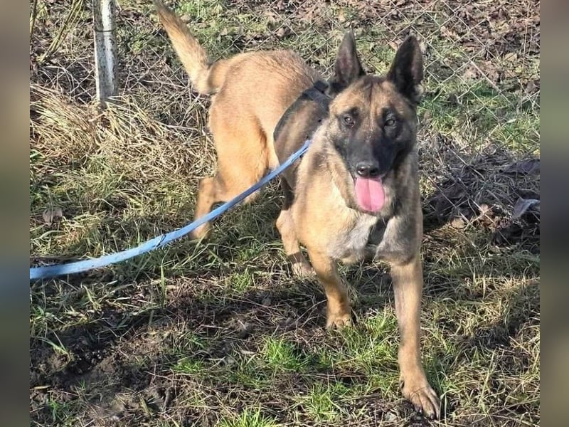 MALIKA - Malinois-Mädchen sucht ihre Menschen