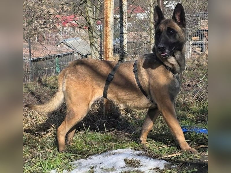 MALIKA - Malinois-Mädchen sucht ihre Menschen