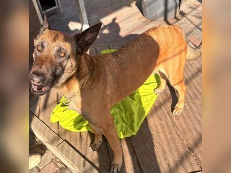 Luna besondere Malinois Hündin