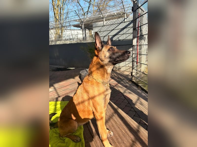 Luna besondere Malinois Hündin