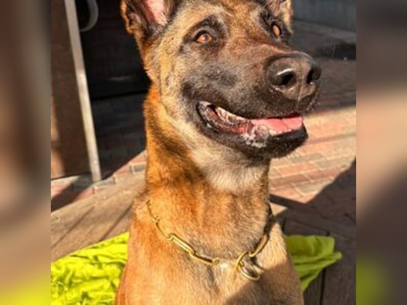Luna besondere Malinois Hündin
