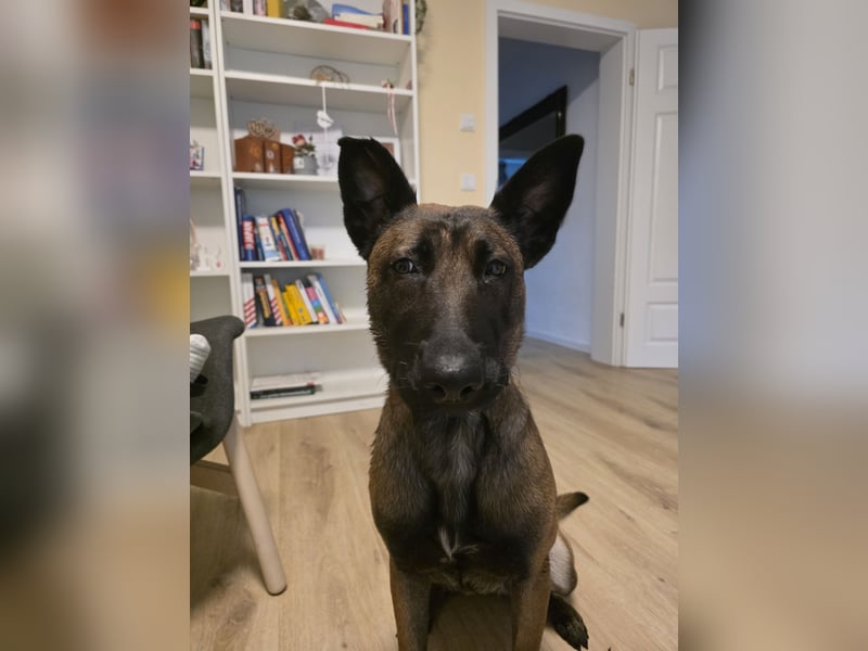 Malinois sucht ein neues zu Hause 