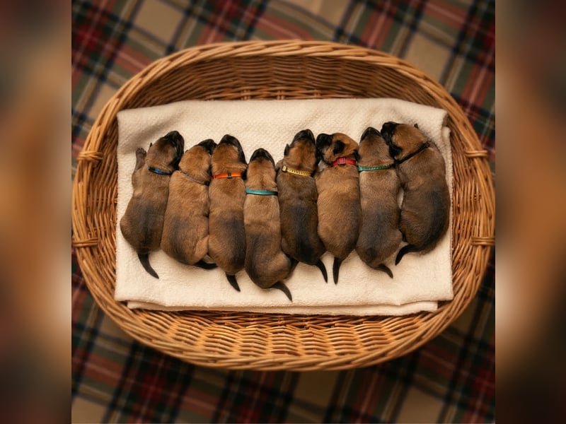 Malinois-Welpen mit Ahnentafel (FCI/VDH/BSB)