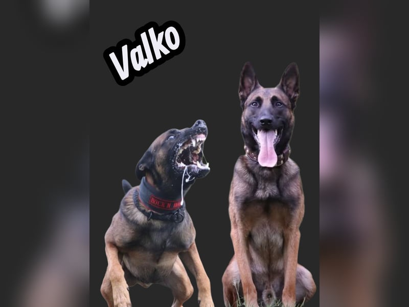 Malinois Welpen