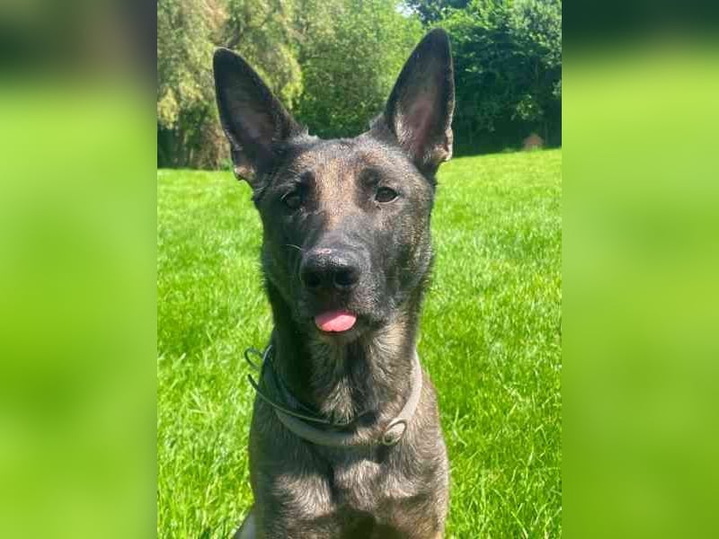 Brownie, Malinois, geb. 2023, mit guten Grundgehorsam, braucht Auslastung