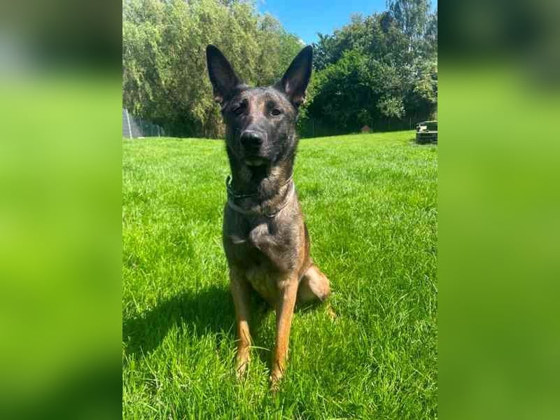 Brownie, Malinois, geb. 2023, mit guten Grundgehorsam, braucht Auslastung