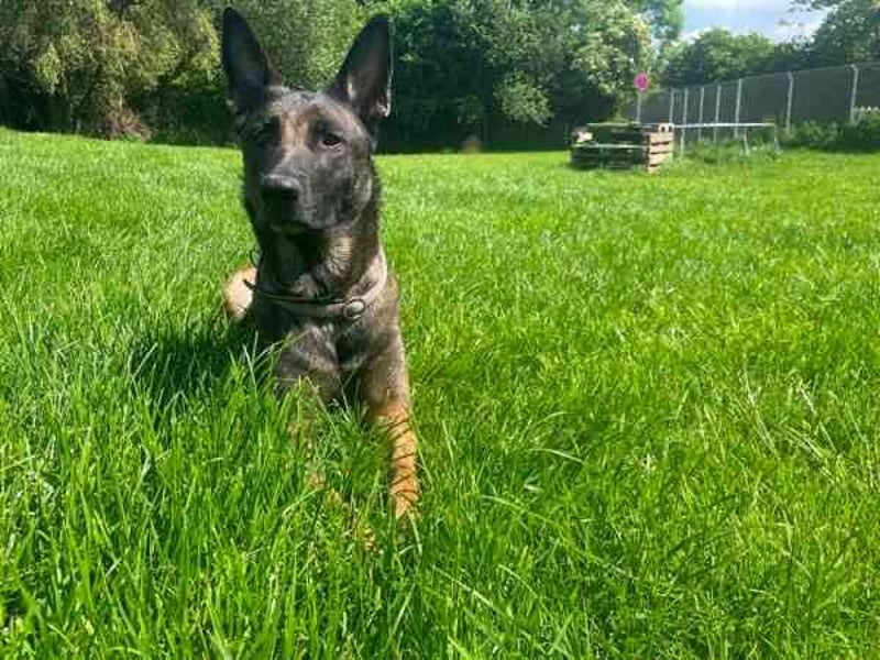 Brownie, Malinois, geb. 2023, mit guten Grundgehorsam, braucht Auslastung