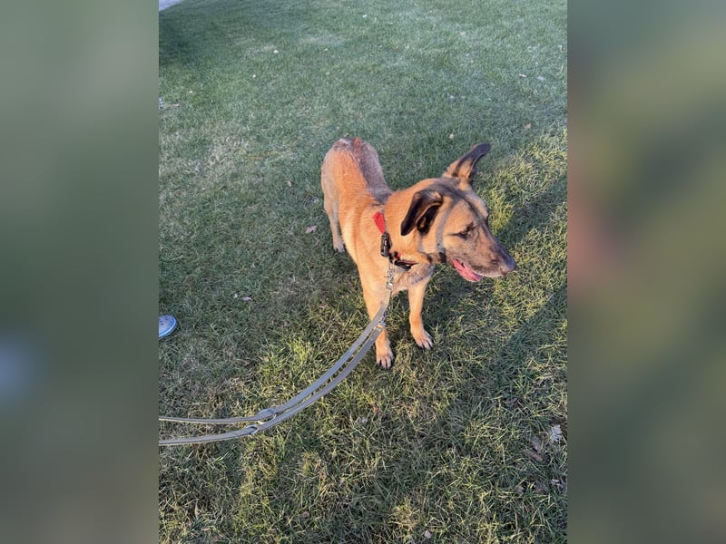 Malinois Rüde - Rex