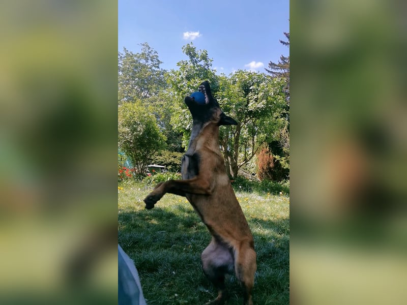 Malinois Hündin 1 1/2 Jahre