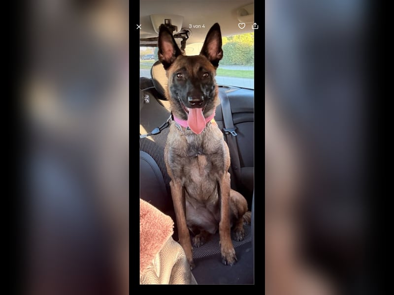 Malinois Hündin 1 1/2 Jahre