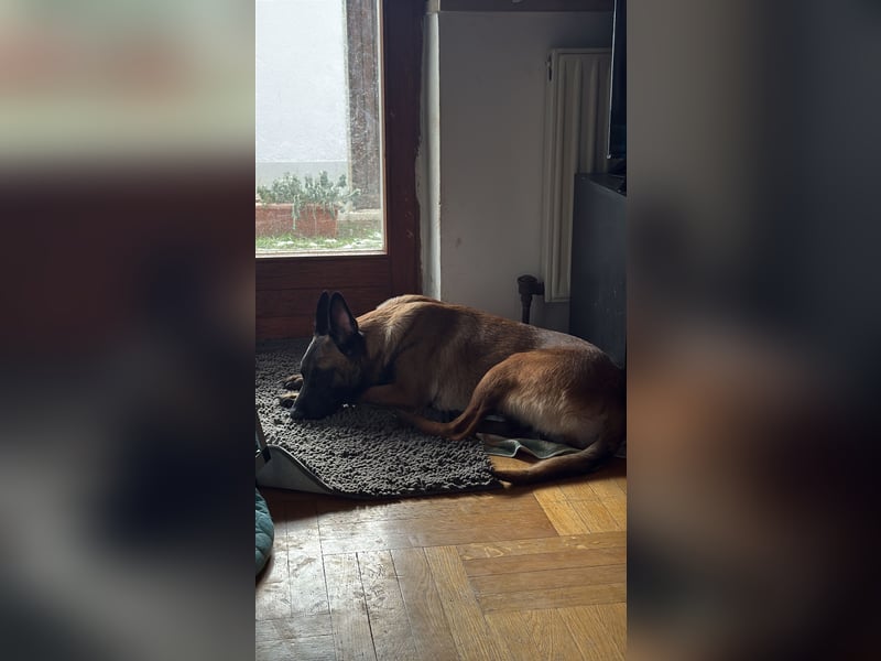 Malinois Hündin 1 1/2 Jahre
