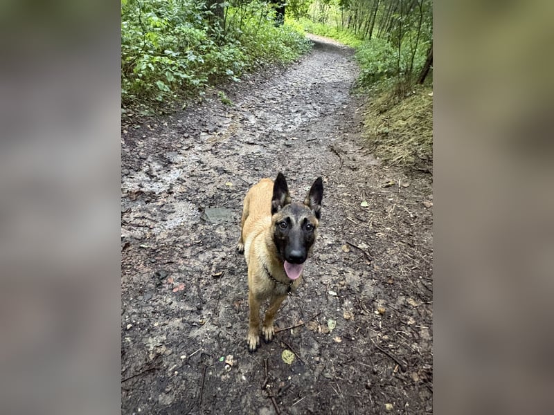 Malinois Hündin 5Monate