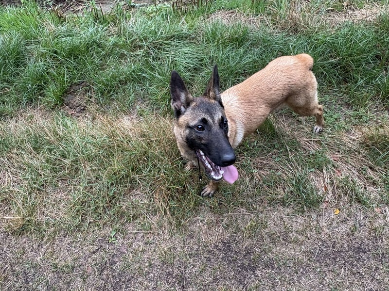 Malinois Hündin 5Monate
