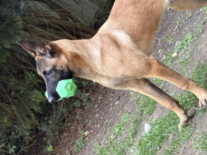 Malinois Hündin 5Monate