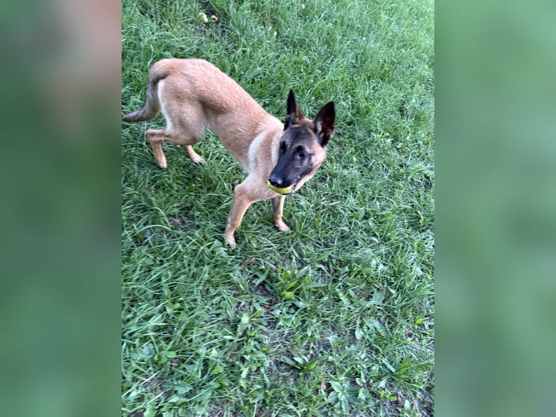 Malinois Hündin 5Monate