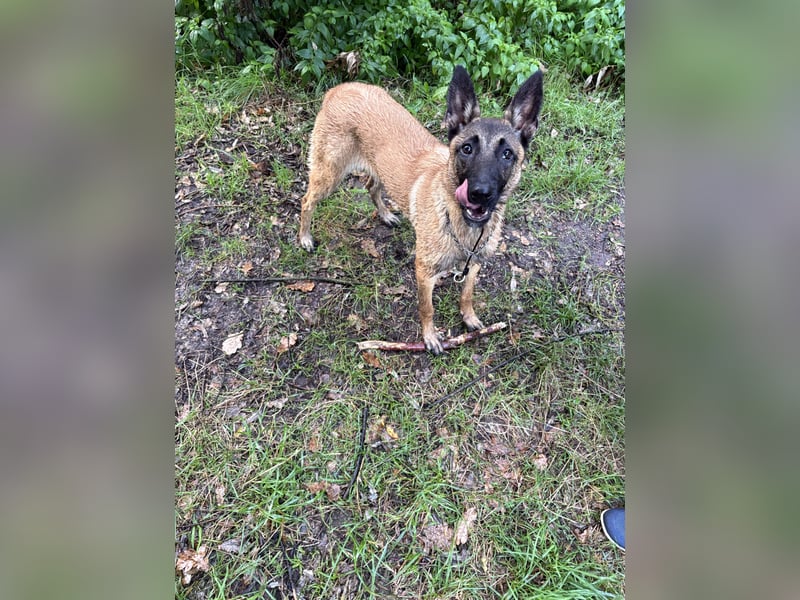 Malinois Hündin 5Monate