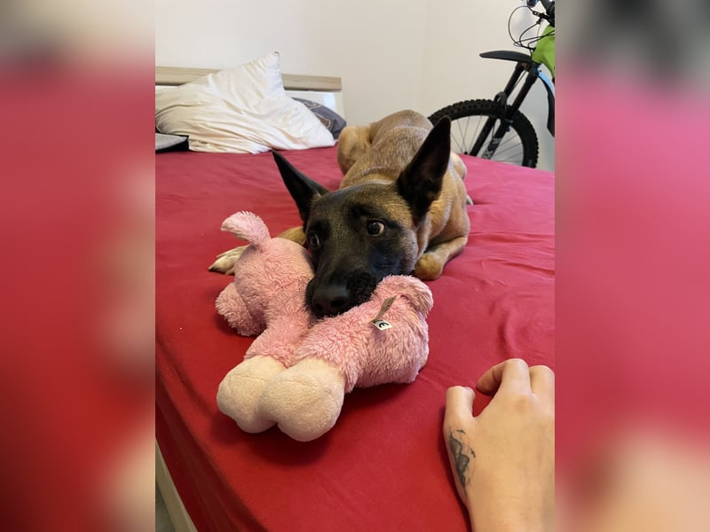 Malinois Hündin sucht neues zuhause