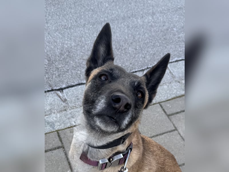 Malinois Hündin sucht neues zuhause