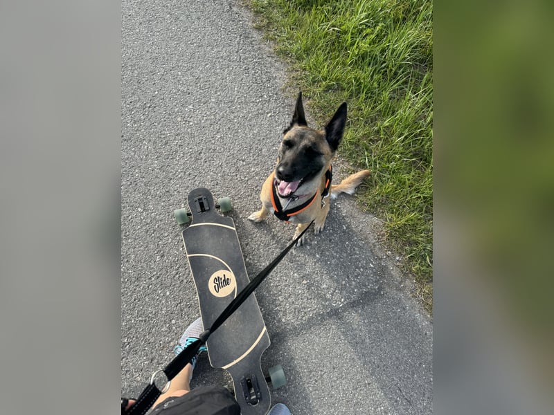 Malinois Hündin sucht neues zuhause