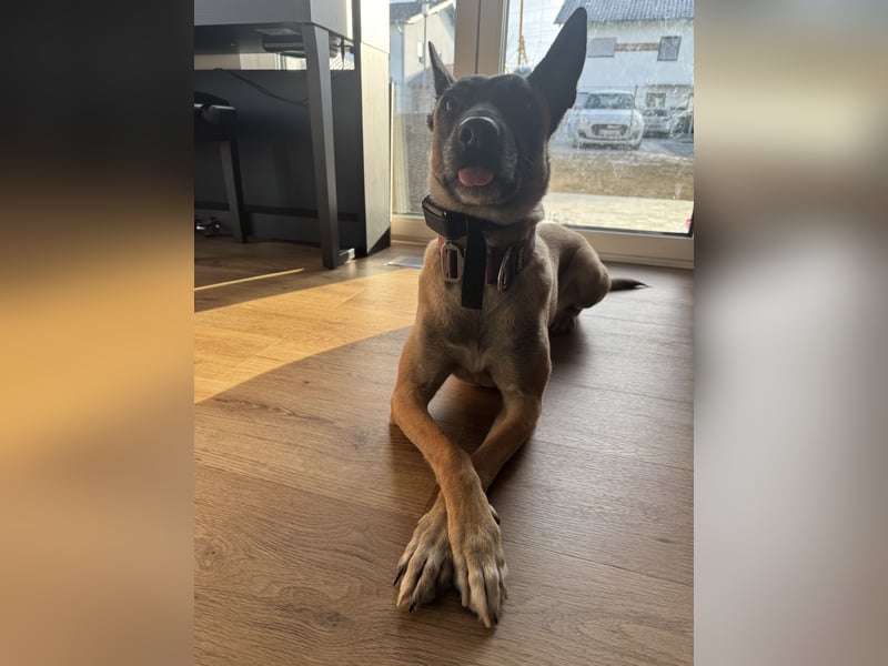 Malinois Hündin sucht neues zuhause
