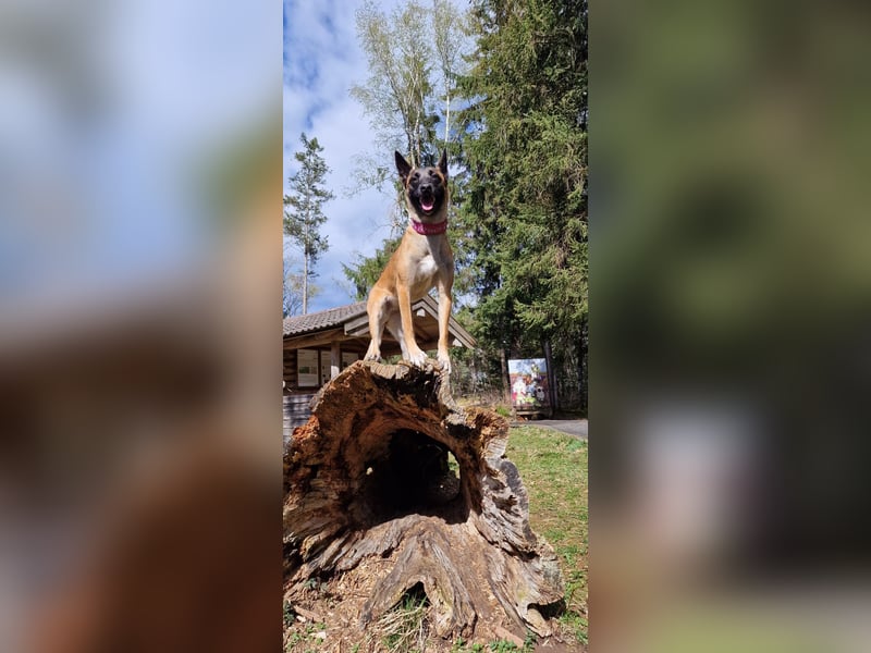 Malinois Hündin sucht neues zuhause