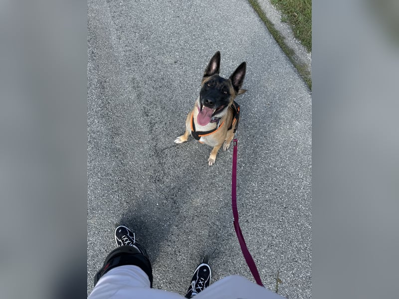 Malinois Hündin sucht neues zuhause