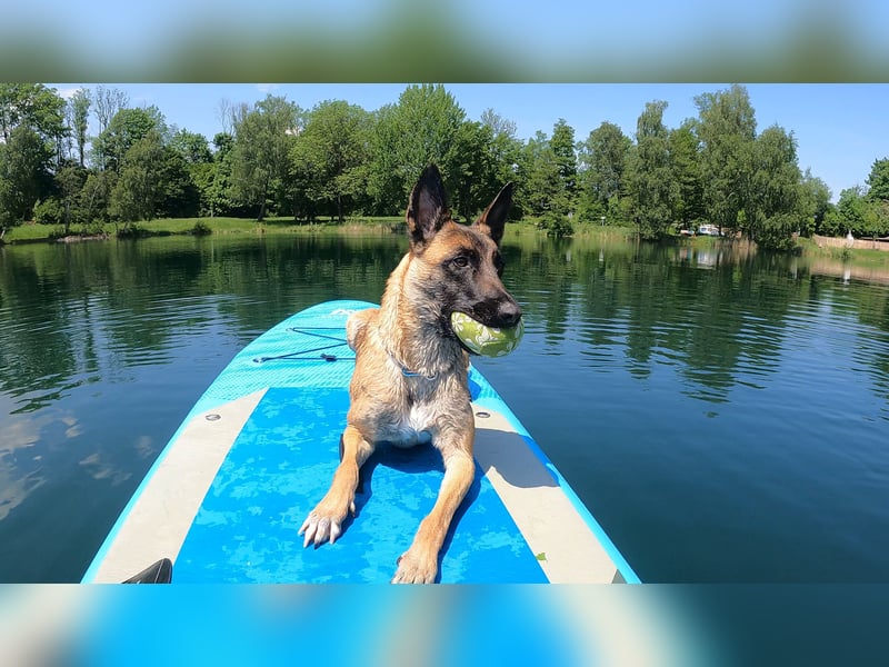Malinois Hündin sucht neues zuhause