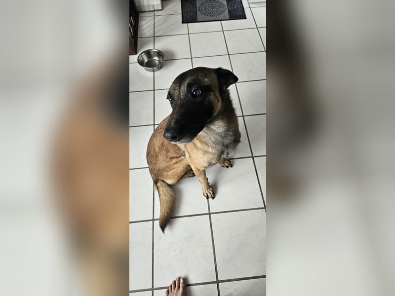 Malinois Rüde sucht Liebevolles Zuhause