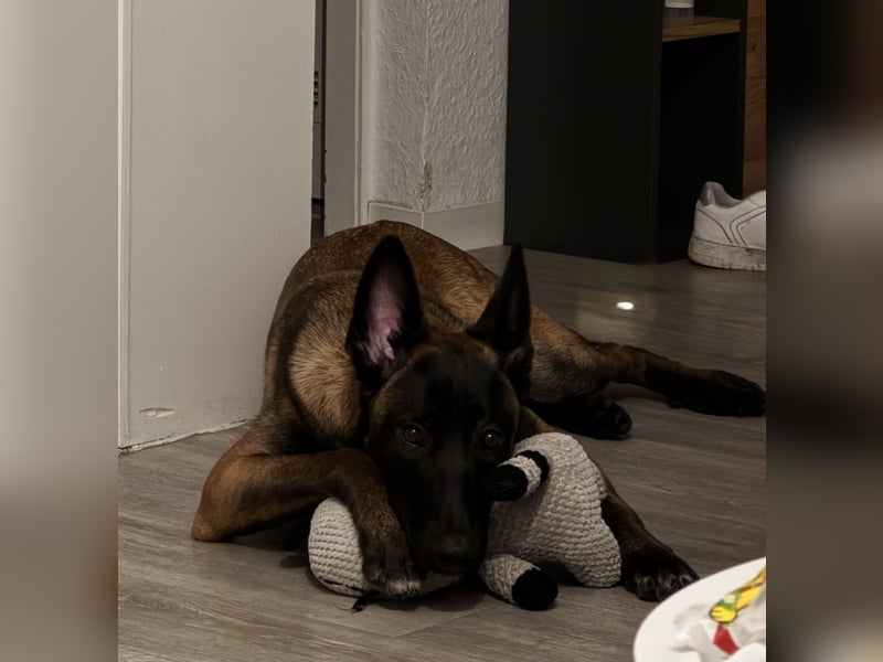 Malinois Hündin 17 Monate alt