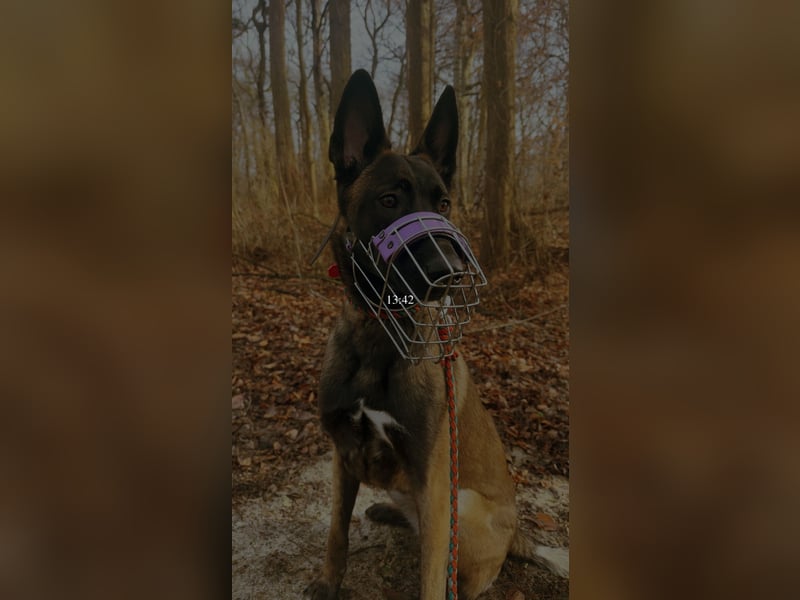 Malinois Hündin 17 Monate alt