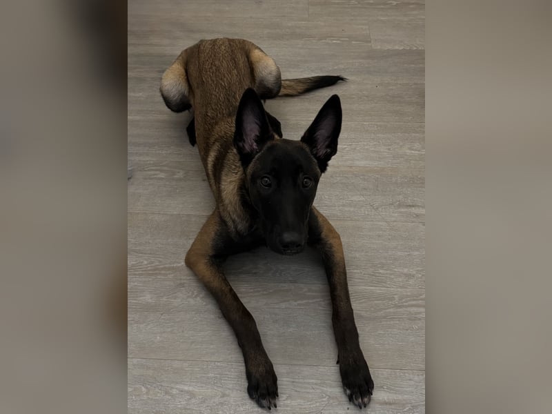 Malinois Hündin 17 Monate alt