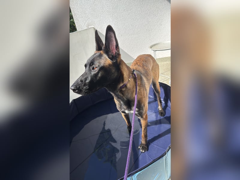 Malinois Hündin 17 Monate alt