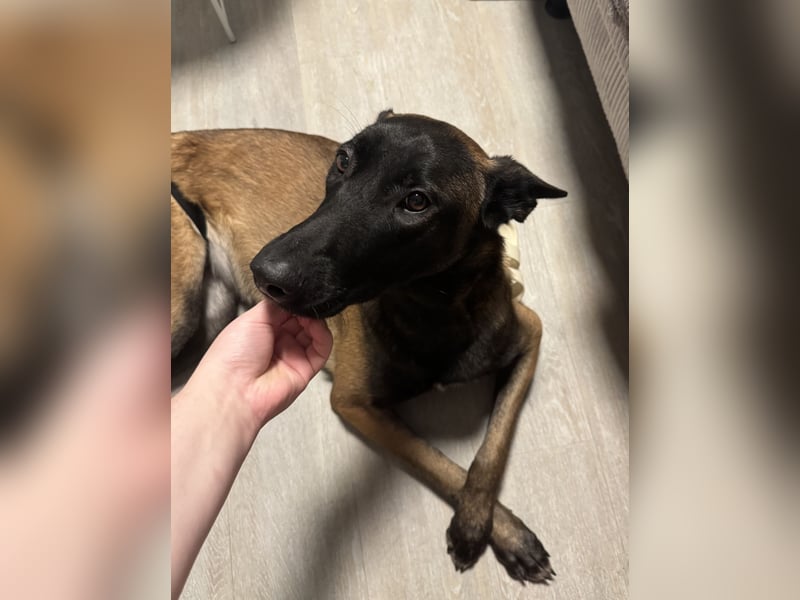 Malinois Hündin 17 Monate alt
