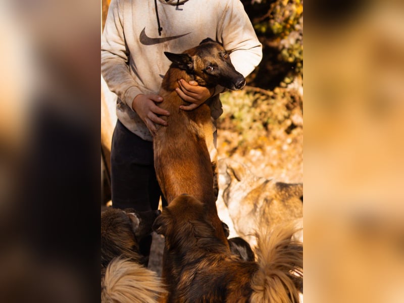 Malinois ♥ Tinki Vinki ♥ sympathischer 3-Bein-Fell-Schatz