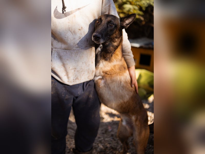 Malinois ♥ Tinki Vinki ♥ sympathischer 3-Bein-Fell-Schatz