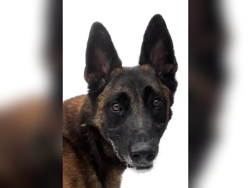 Jabba ❤️ sucht aktives, erfahrenes Zuhause