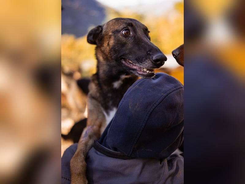 Malinois ♥ Tinki Vinki ♥ sympathischer 3-Bein-Fell-Schatz